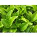Seba Garden Loose Roasted Green Tea 1kg - Buy Online on GoSupps.com