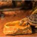 Medium Resin Rock Water Bowl for Reptiles | Terrarium Tank Food Bowl for Lizards, Snakes, Frogs, and More - Buy Online on GoSupps.com