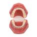 Orthodontic model orthodontic demonstration model orthodontic bracket model 28 partial dental resin model
