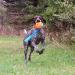 Chew King Fetch Balls: Durable Natural Floating Dog Toy with Squeaker Ball - 4.5 - Buy Online on GoSupps.com