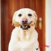 Howlers Pack of 10 Natural Rawhide Knotted 20cm Dog Bones | 8 Inch Dog Bone Made From Natural Ingredients | Dog Chew Bones Perfect For Treat Time Single - Buy Online on GoSupps.com