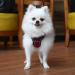 Suredoo Soft Adjustable Dog Harness - No Pull Reflective Breathable for Large Medium Small Dogs & Puppies (XS Red) - International Shipping Available - Buy Online on GoSupps.com