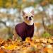 Winter Fleece Dog Sweater | Warm Puppy Clothing | Classic Burgundy Knit for Medium Dogs & Kittens | Christmas Pet Outfits - Buy Online on GoSupps.com