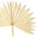 Vickerman Natural Botanicals 20" Natural Palm Sun Stem Real Preserved Foliage Stems Includes 12 Stems Per Pack - Buy Online on GoSupps.com