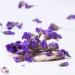 LWXLJMJZC Forget-Me-Not Flower/Don't Forget Me Flower Tea Dried Natural Myosotis Sylvatica Herbal Tea 1.41oz/40g 40g Forget-me-not Flowers Tea - Buy Online on GoSupps.com