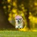 WEBEEDY 2 Sets Dog Hat and Sunglasses Set Summer Sunbonnet Adjustable Stripe Baseball Cap Pet Puppy Sunglasses for Outdoor Use - Buy Online on GoSupps.com