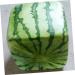Uonlytech Watermelon Shaping Fruit Tools Pumpkin Growing Molds for Garden Vegetable Shaping Tool Watermelon Modeling Big Rod 15x15cm Transparent - Buy Online on GoSupps.com