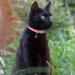 Tagme Personalized Cat Collar - Adjustable Safety Neck Band for Cats (2-Pack) - Pink - Custom Name & Phone Number Fits 18-28 cm - Buy Online on GoSupps.com