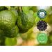 Bergamot Essential Oil - 100% Pure Essential Oil - 1 fl oz (30ml) - Buy Online on GoSupps.com