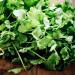 Luojuny Coriander Seeds 300pcs Coriander Seeds Garden Bonsai Nutritious Vegetable Flavor Cooking Plant Coriander Seeds - Buy Online on GoSupps.com