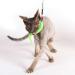 Purrs Wiggly Wormz attachment- Fits PurrSuit Frenzy & DaBird wand Cat Toys - Buy Online on GoSupps.com