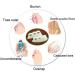 PEDIMEND Silicone Gel Hammer Toe Protector 3PAIR - 6PCS | Toe Straightener for Hammer Toe, Mallet Toe, Claw Toe | Unisex Foot Care - Buy Online on GoSupps.com