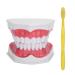 HEEPDD ABS Standard Oral Teeth Model Dentist Teeth Model for Secondary Schools Visual Teaching Aid Filing ProductsOffice Supplies