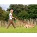 Taglory Reflective Dog Leash for Medium to Large Dogs - Padded Handle Supports 10-75 kg 1.2m x 2.5cm Red - Durable & Comfortable for Everyday Use - Buy Online on GoSupps.com
