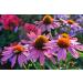Hua Xian Zi Echinacea Purple Flower Seeds - 2000 Coneflower Seeds for International Shipping - Buy Online on GoSupps.com