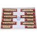Professional Polished Synthetic Resin Tooth Model for Flawless Cleaning - Ideal for Learning and Study - Buy Online on GoSupps.com