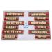 Buy Complete Resin Dentures | High-Quality Artificial Teeth & Dental Supplies for International Shipping - Buy Online on GoSupps.com