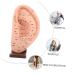 Solustre Ear Massage Model - Natural Size Human Ear Acupoint Tool with Base - Buy Online on GoSupps.com