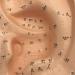Ear Acupuncture Template Template - Human Giant Ear Acupuncture Template - Chinese Medicine Ear Pattern - Buy Online on GoSupps.com
