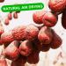 Organic 16 Oz Dried Medjool Dates in Resealable Bag - Sweet Jujube/Sugar Hong Zao - Vegan Grocery Snack Food (1 Lbs) - Buy Online on GoSupps.com