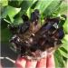 1pc Natural Crystals Smoky Quartz Cluster Freeform Reiki Stones Room Home Office Aquarium Decoration Accessories Gemstone Home Decoration (Size : 400-450g) - Buy Online on GoSupps.com