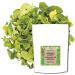 Moringa Leaves Tea Organic (Moringa oleifera) Loose Leaf Herbal Tea Caffeine Free Organic 200gm or 7.05oz