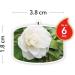 Yankee Candle Camellia Blossom Scented Tea Lights | Garden Hideaway Collection | Pack of 12 - Buy Online on GoSupps.com