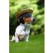 Shop Lionet Paws XL Dog Collar - Comfortable Silk with Removable Fly for Large Dogs (Neck 40-66cm) - Grassy Design - Buy Online on GoSupps.com