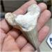 Stone Natural paleontological Tooth Natural Minerals Balance Gemstone Decoration Full of Texture - Buy Online on GoSupps.com