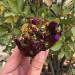 Specimen 200G Angel Aura Quartz Crystal Cluster for Decoration - Buy Online on GoSupps.com