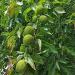 Buy 100% Pure Maclura Pomifera Essential Gold Oil | Cold Pressed Osage Orange Seed Oil | 15 ml - International Shipping Available - Buy Online on GoSupps.com