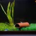 Uotyle Aquarium Ceramic Cave - Perfect Decoration & Hiding Spot for Small Fish | International Shipping - Buy Online on GoSupps.com