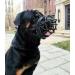 Mayerzon Dog Muzzle - Breathable Silicone Anti Barking & Chewing | Size 2-9 (3.5in) - Black - Buy Online on GoSupps.com