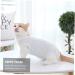 2pcs Cat Postoperative Clothing Pet Cat Thin Section Sx2pcs Sky-bluex2pcs - Buy Online on GoSupps.com