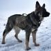 Buy Excellent Elite Spanker Service Hunt Dog Backpack - Adjustable Military Green Saddlebag for Medium & Large Dogs - Buy Online on GoSupps.com