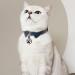 Personalized Noiseless QR Code Cat Collars | Small Breeds | Emergency Contact Tags | Customizable Silicone Accessories - Buy Online on GoSupps.com