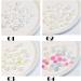 Nails Art Accessories Glitter Stones Manicures DIY Nail Art Decorations Aurora/White/Mix Color Camellia 3D Resin(02) - Buy Online on GoSupps.com