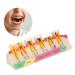 Teeth Model for Dental Education | Portable Dental Caries Development Model for Courses - Buy Online on GoSupps.com