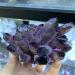 Natural Crystal Rough Specimen 300-400g Natural Purple Ghost Phantom Quartz Crystal Cluster Rock Stones and Crystals ReikiSpecimen HomeStone (Size : 300-400g)