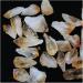 Crystal 10pcs Citrine Point Yellow Quartz Crystal Rough Points Beautiful Crystal Gemstone Supplies for Jewelry Making - Buy Online on GoSupps.com
