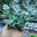 Room Decoration 300-800g Natural Green Ghost Phantom Quartz Crystal Cluster Rock Stones and Crystals Specimen Home Decor NaturalReiki Decoration (Size : 200-300g) - Buy Online on GoSupps.com