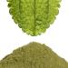 Steviapura Stevia Leaves - Pure Natural Sweet Herb | 100g Microfine Ground Premium Quality Vegetable Sweetener - Buy Online on GoSupps.com