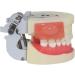 Life-Size Human Teeth & Abscess Model - Perfect for Student Teaching & Practice - Buy Online on GoSupps.com