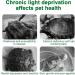 Zjrung 50W Turtle Heat Lamp - Rotatable UVA/UVB Reptile Terrarium Light with Clip & Temperature Tester for Turtles Lizards Snakes & Spiders - Buy Online on GoSupps.com