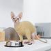 Shop PUMYPOREITY Warm Sweater for Cats - Khaki Cotton Coat & Shirt for Sphynx | International Shipping Available - Buy Online on GoSupps.com