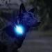 LaRoo Safety LED-Flashing Light for Dogs Cats LED-Light Pendant Keyring Clip on Dog Collar Charms Blinker Light Waterproof Safety Light for Walking the Dog and Outdoor Sports rechargable Purple-1 - Buy Online on GoSupps.com