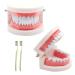 2 pieces tooth model with 2 pieces of toothbrush children tooth model tooth model dental model PVC dental care model for dental lessons or oral care to dental clinics