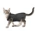 Cobee Professional recovery suit for cats in abdominal wounds or skin diseases kittens surgery recovery suit e-neck band alternative for cats and dogs after operations (size S gray)