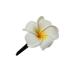 Exotic White Frangipani Flower Hair Clip - 4cm Long - International Shipping Available - Buy Online on GoSupps.com