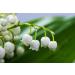 Ladybug Spot Long Lasting Natural Solid Cologne Infused with Essential Oils for Men & Woman 1 OZ Large Size (Earl Grey Tea) - Buy Online on GoSupps.com